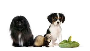 Group of pet, reptile,ferret,dog,