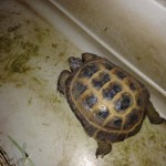 Martell tortoise