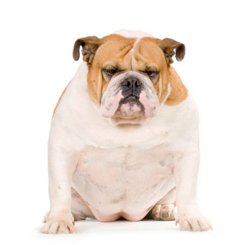 Pets. mad looking bull dog