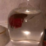 Schoenle, Betty Beta fish