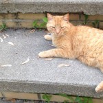 capote, neighborhood cat
