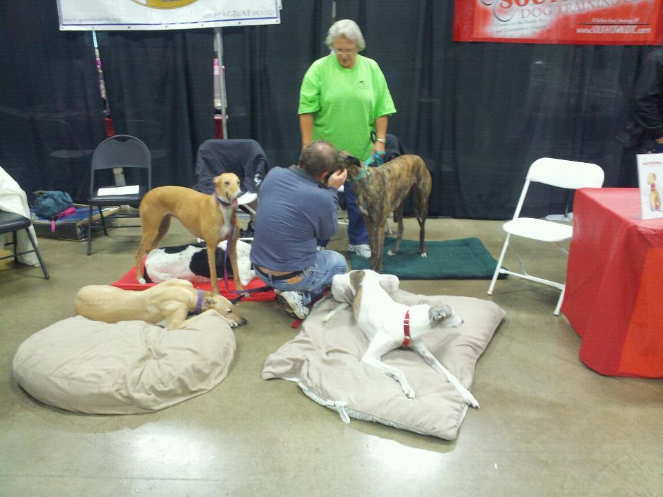 Laura's Critter Care, LLC greyhound rescue