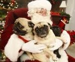 santa and many pugs