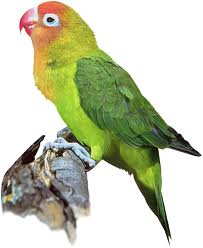 images (29)